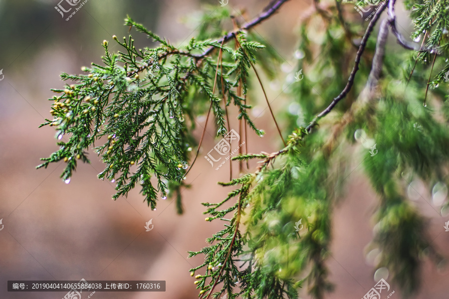 植物松树