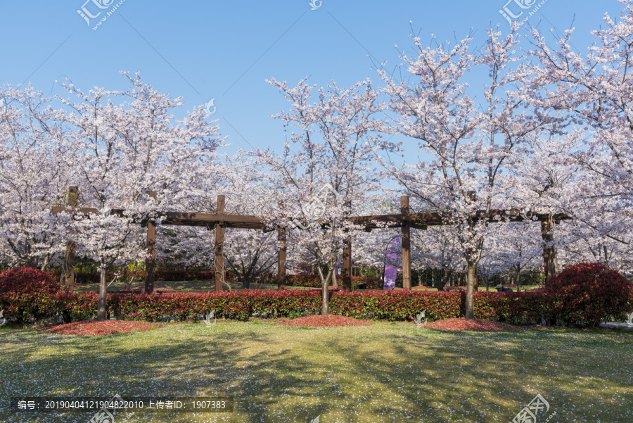 樱花景观