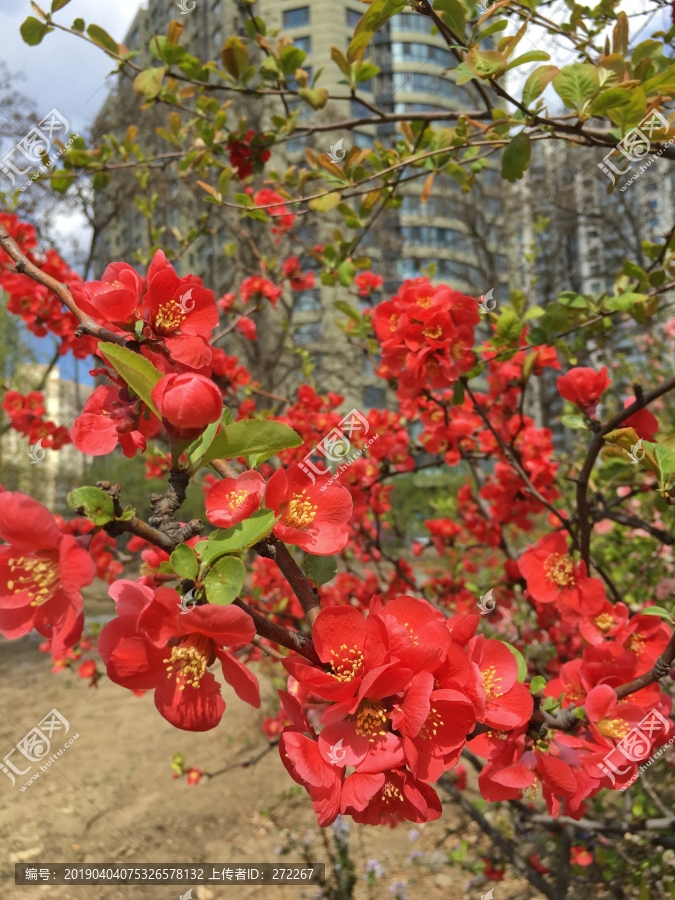 贴梗海棠