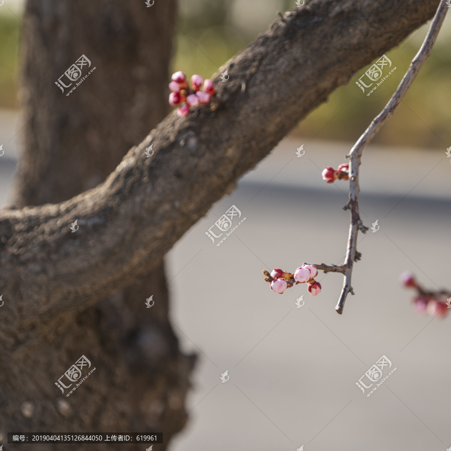 杏花树枝图片