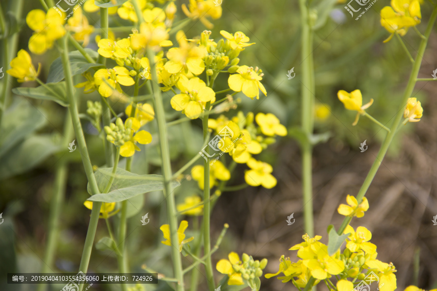 油菜花