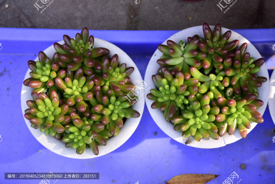 多肉植物