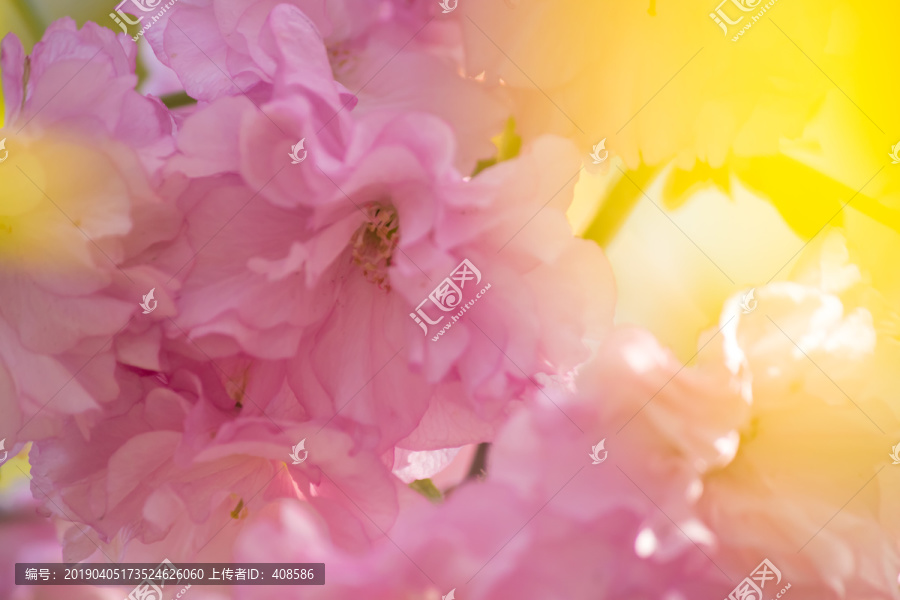 樱花背景