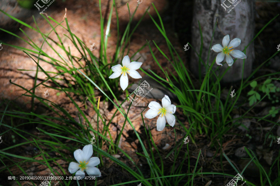 路边小白花