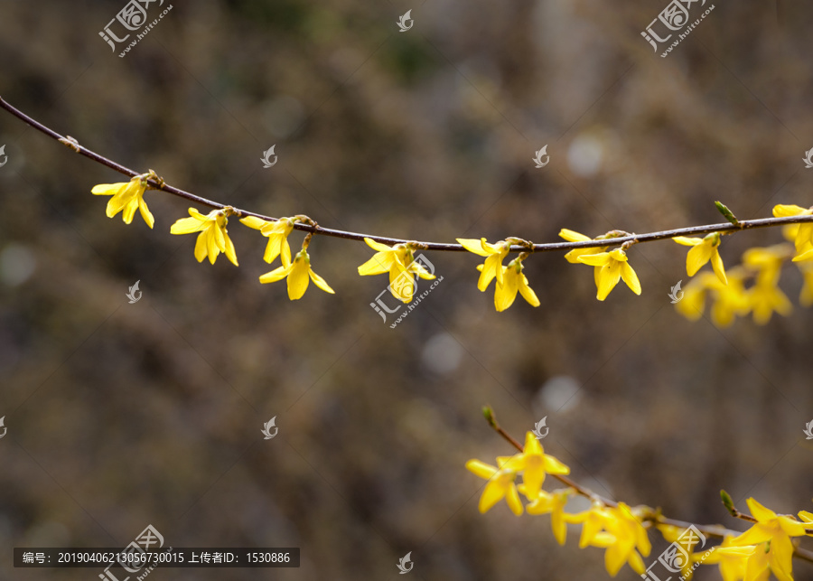 迎春花