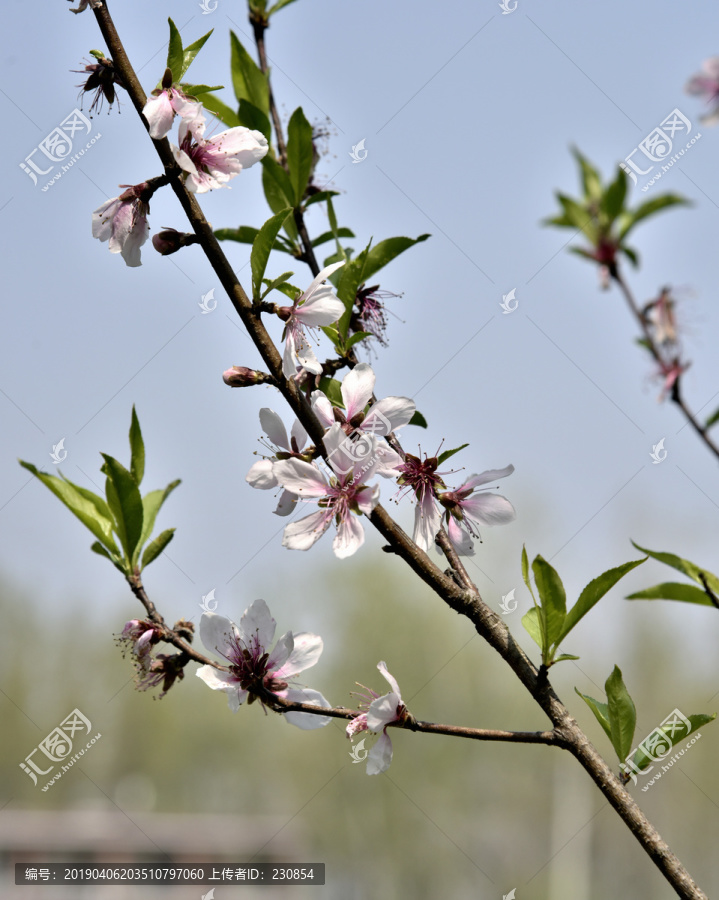 桃树桃花