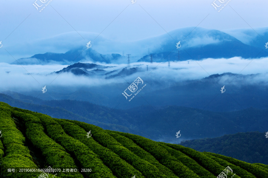 长龙茶山