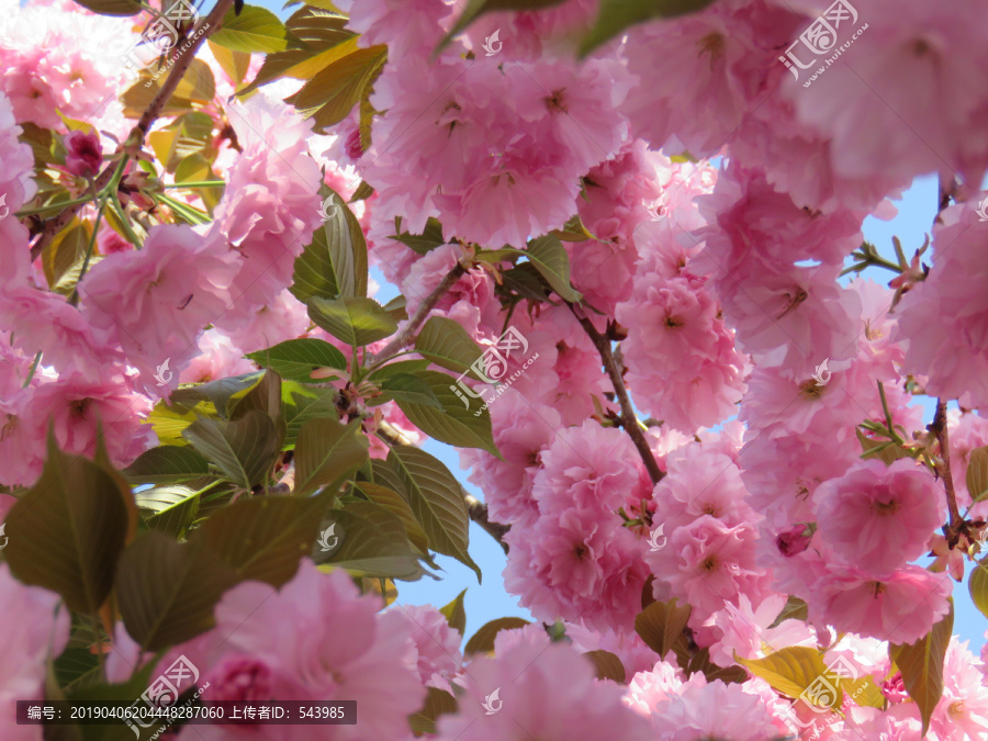 红色樱花