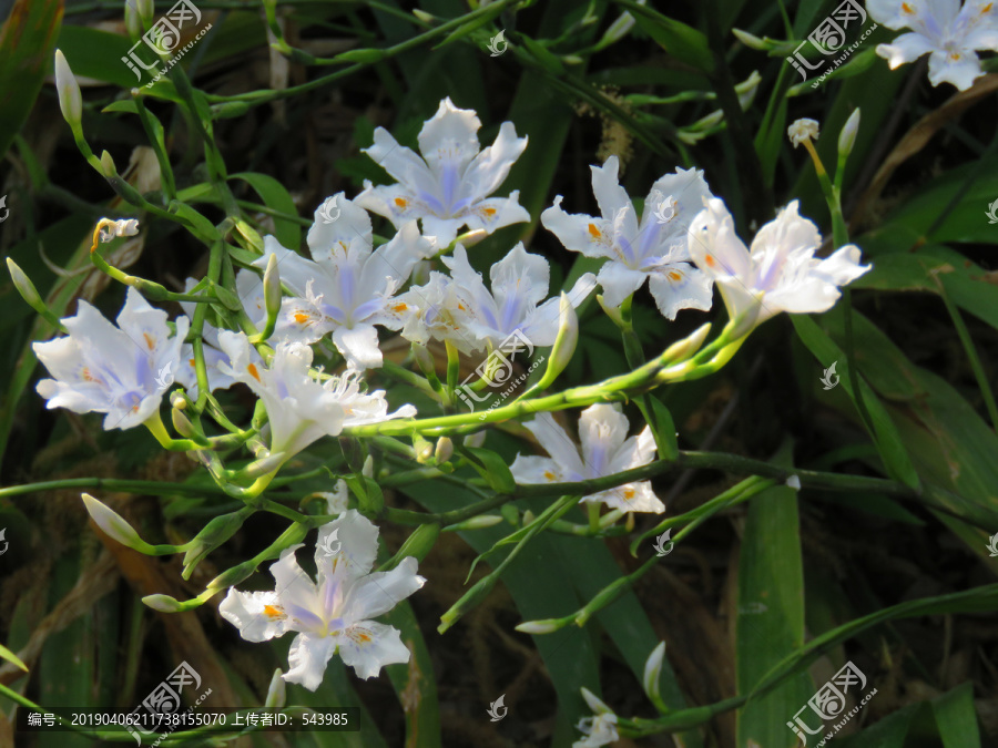 鸢尾花