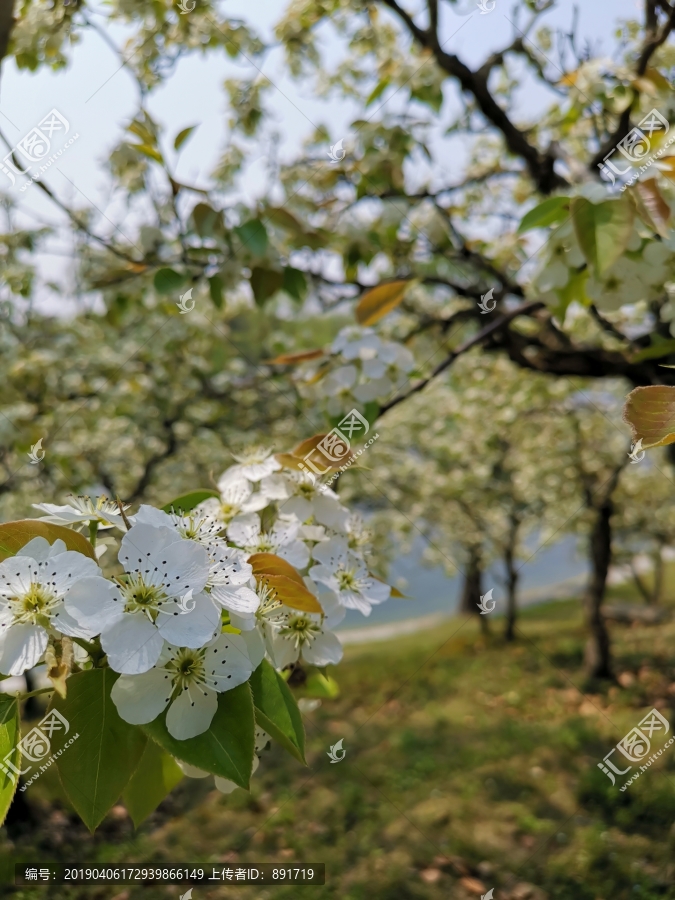 梨花