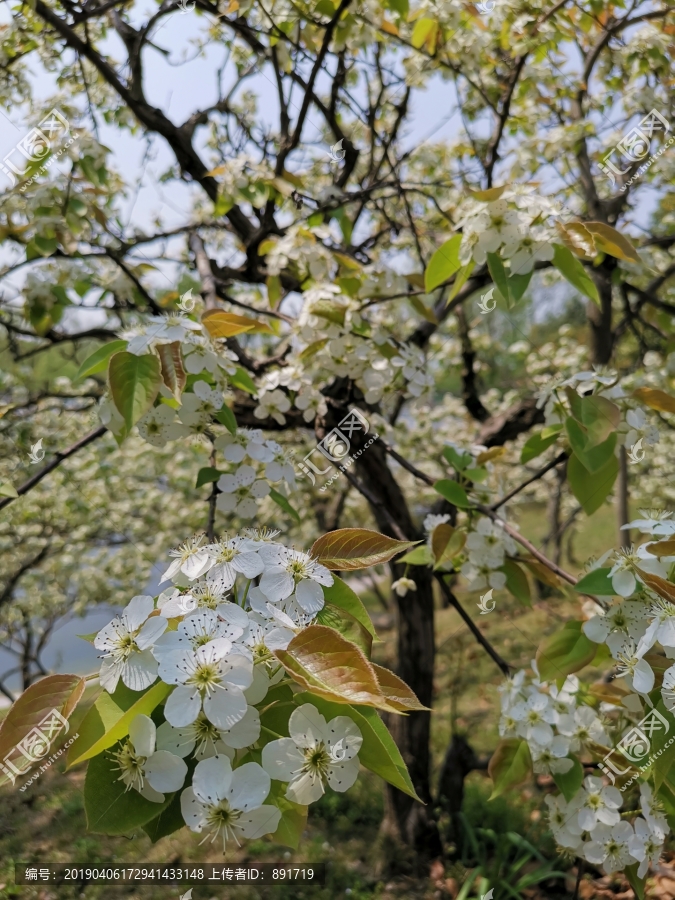 梨花