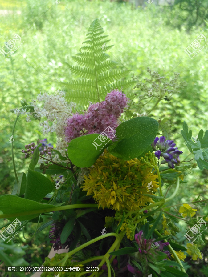 山间野花鲜花