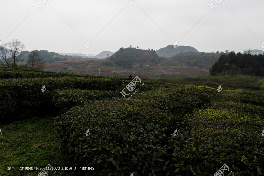 百里香茶园