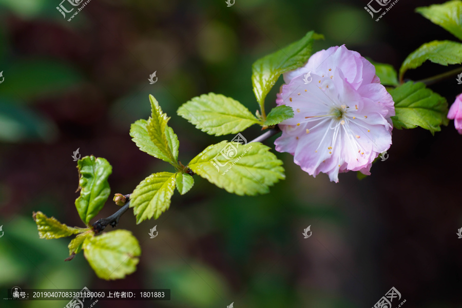 阳光下花朵