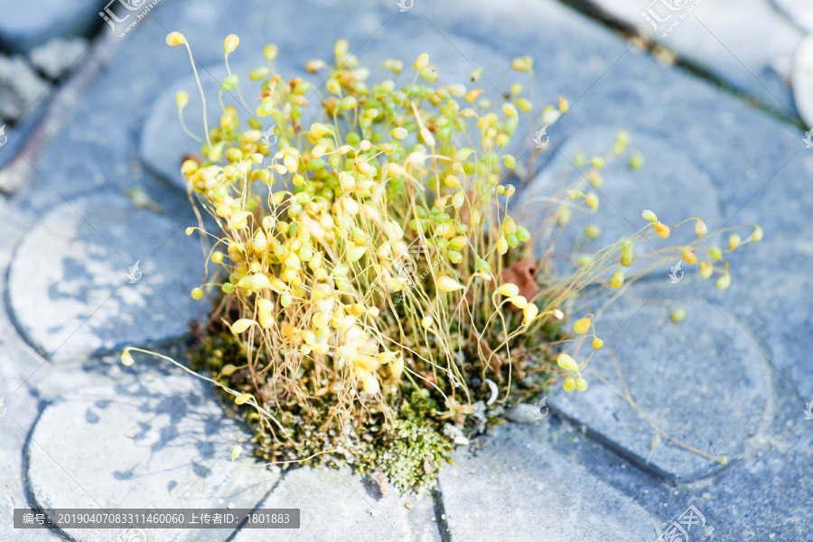 苔藓