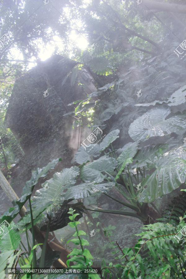 厦门植物园雨林区