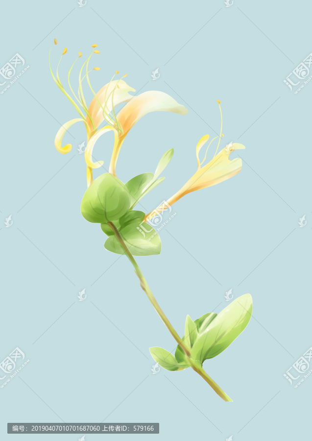 金銀花