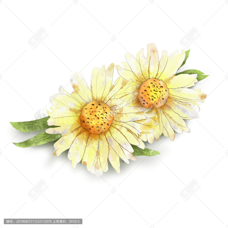 手繪洋甘菊