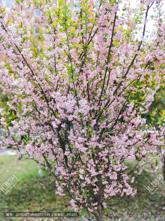 粉色花朵