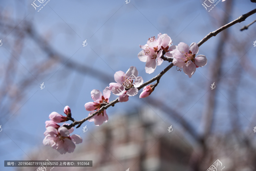 一枝红杏出墙来