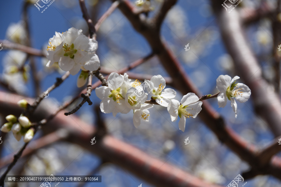 海红果树花