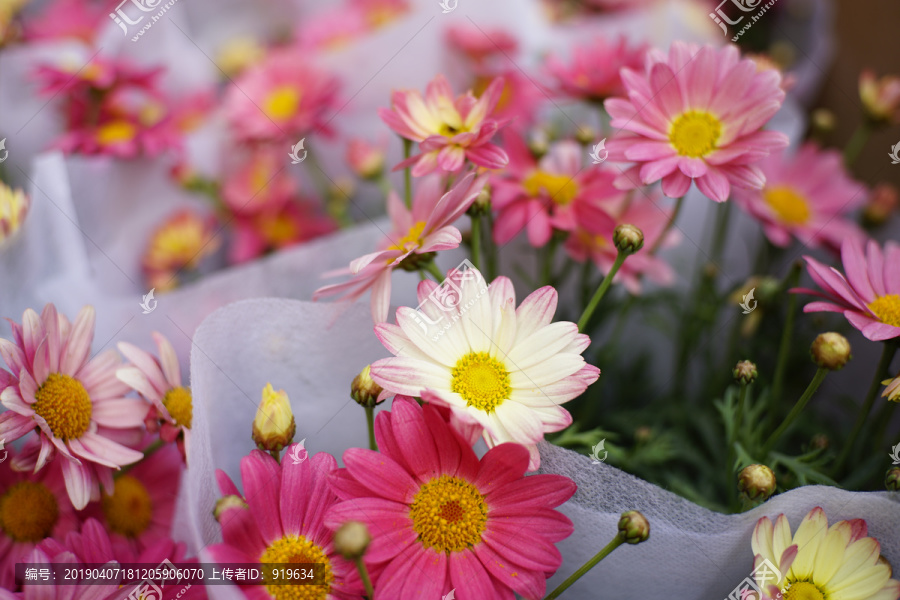 春天鲜花花朵手捧花