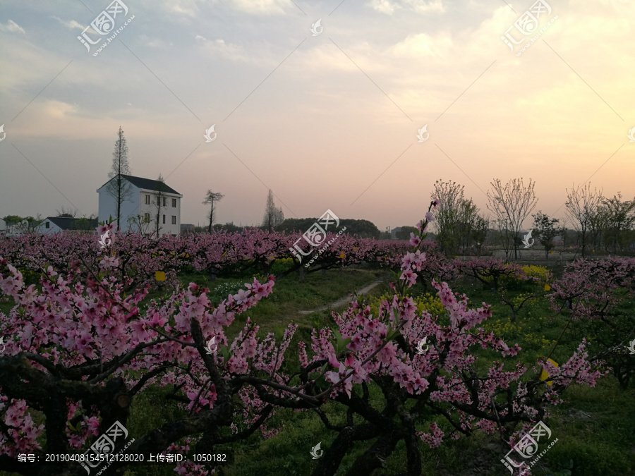 上海奉贤青村吴房村春天黄昏美景