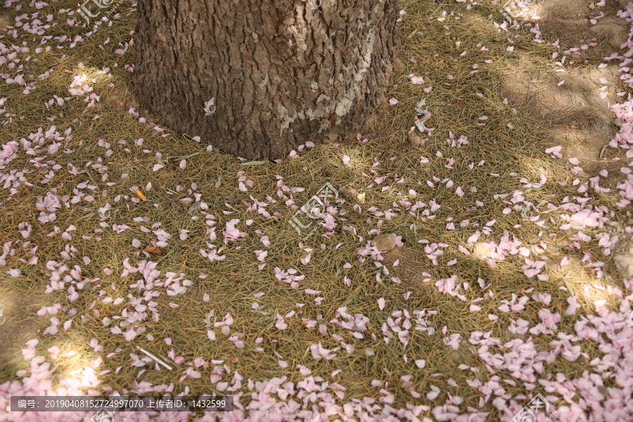 樱花花瓣