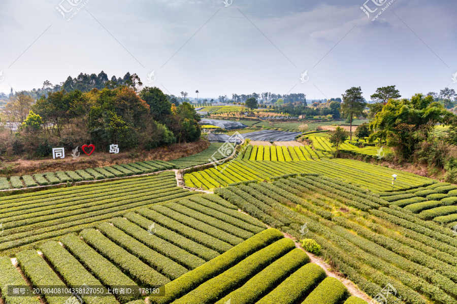 蒲江成佳茶乡