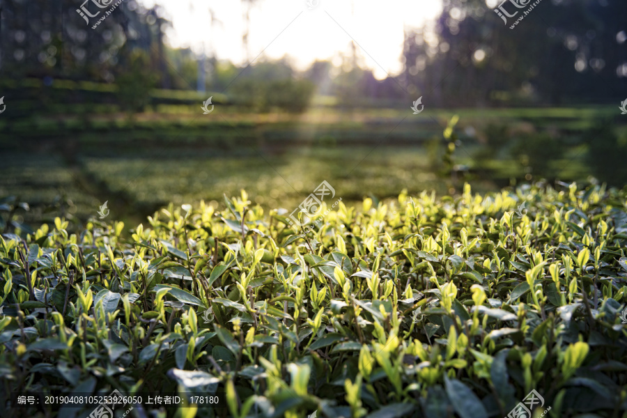 阳光下的茶园