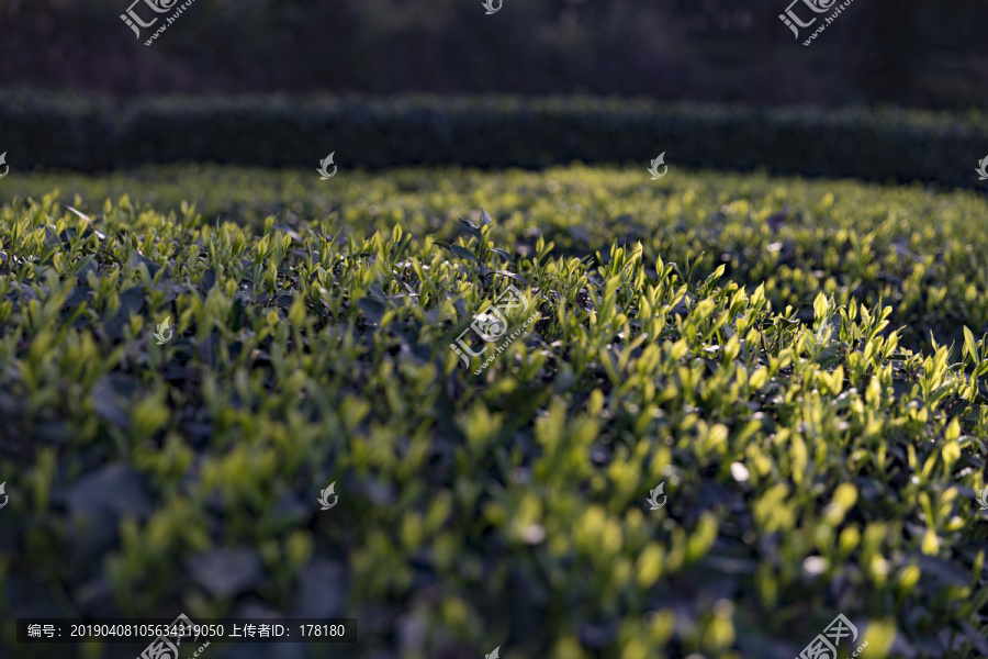 阳光下的茶树新芽