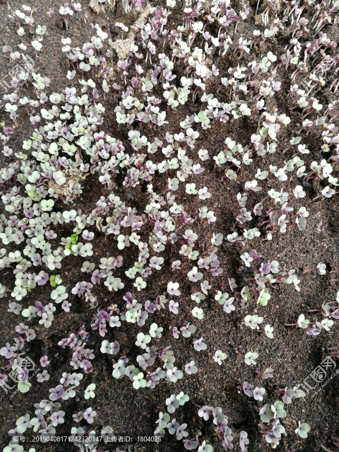 油菜花苗