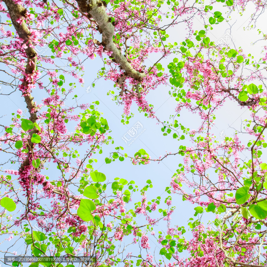 紫荆花和绿叶