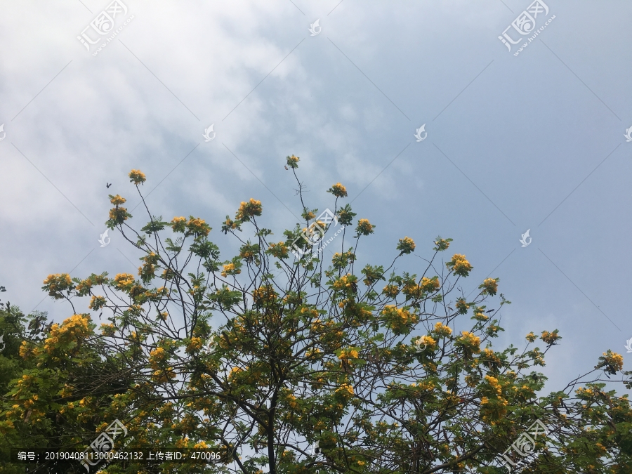 蓝天下的黄蝉树花朵
