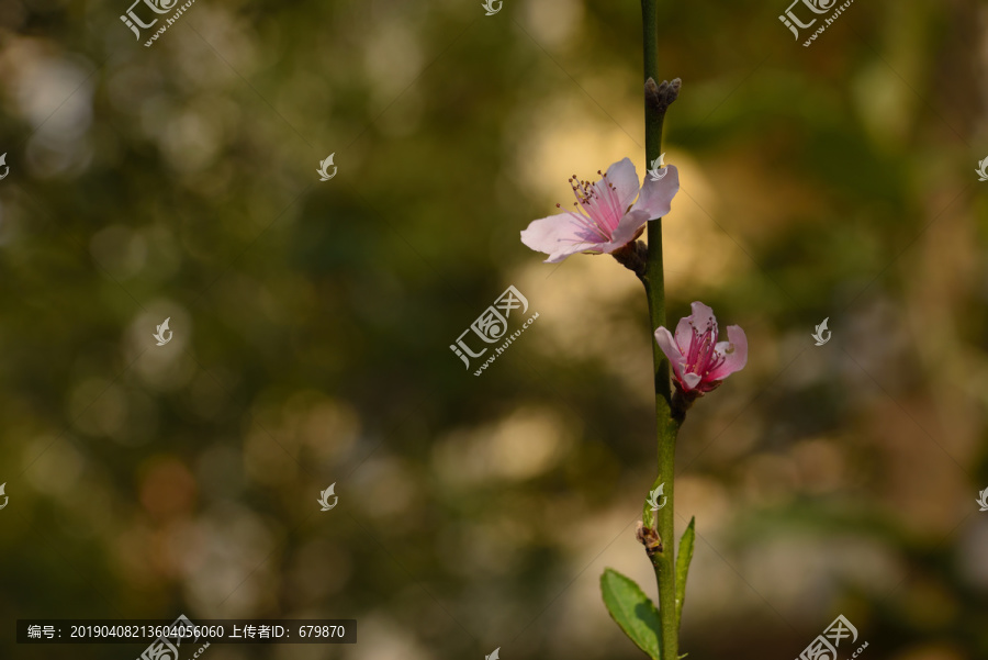 桃花花枝