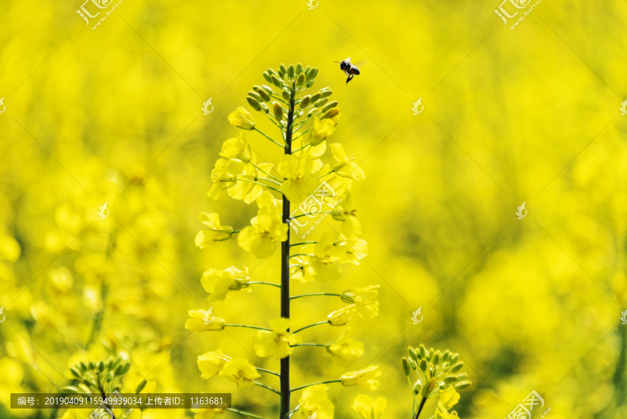 油菜花