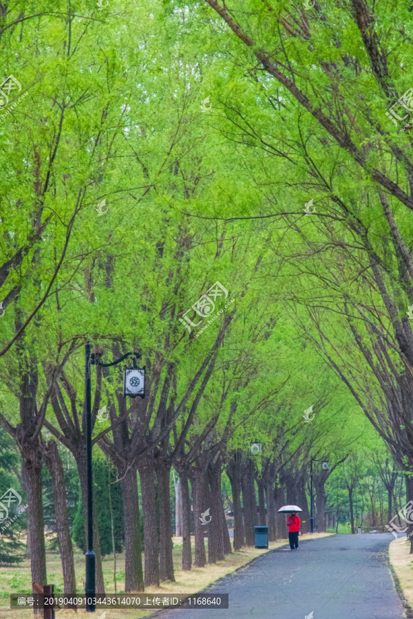 雨润柳林分外美