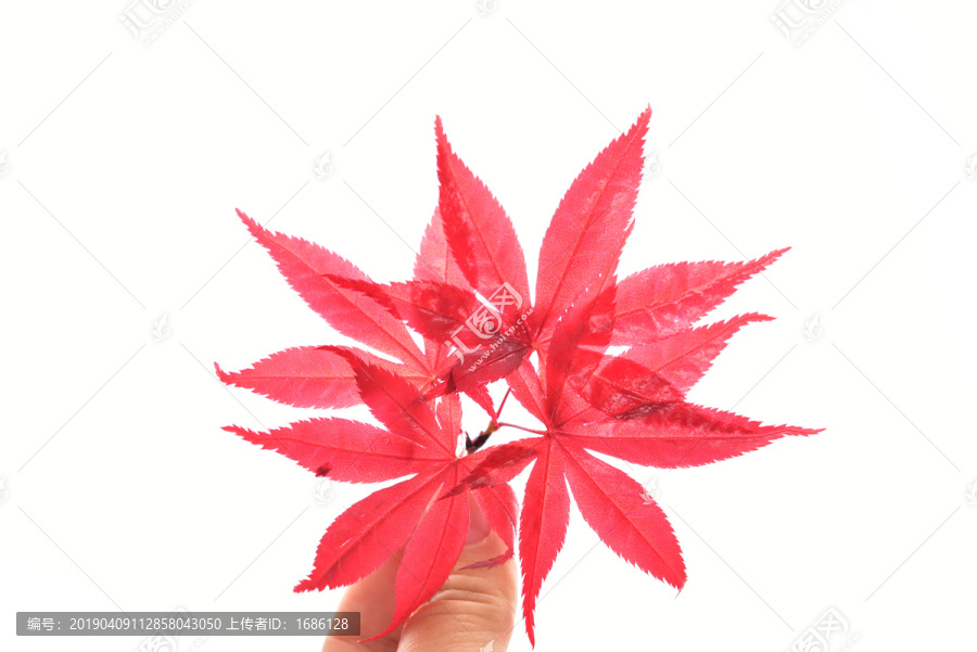 红色枫叶叶脉纹理