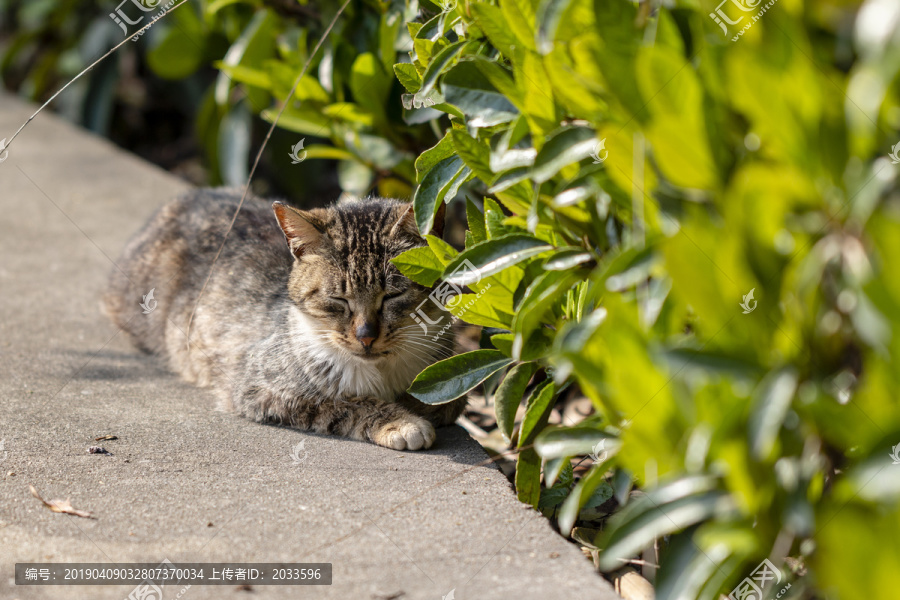 在享受午睡的黑鼻子狸花猫