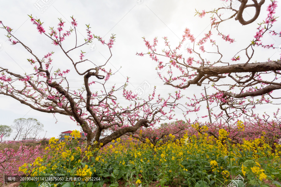 桃花林