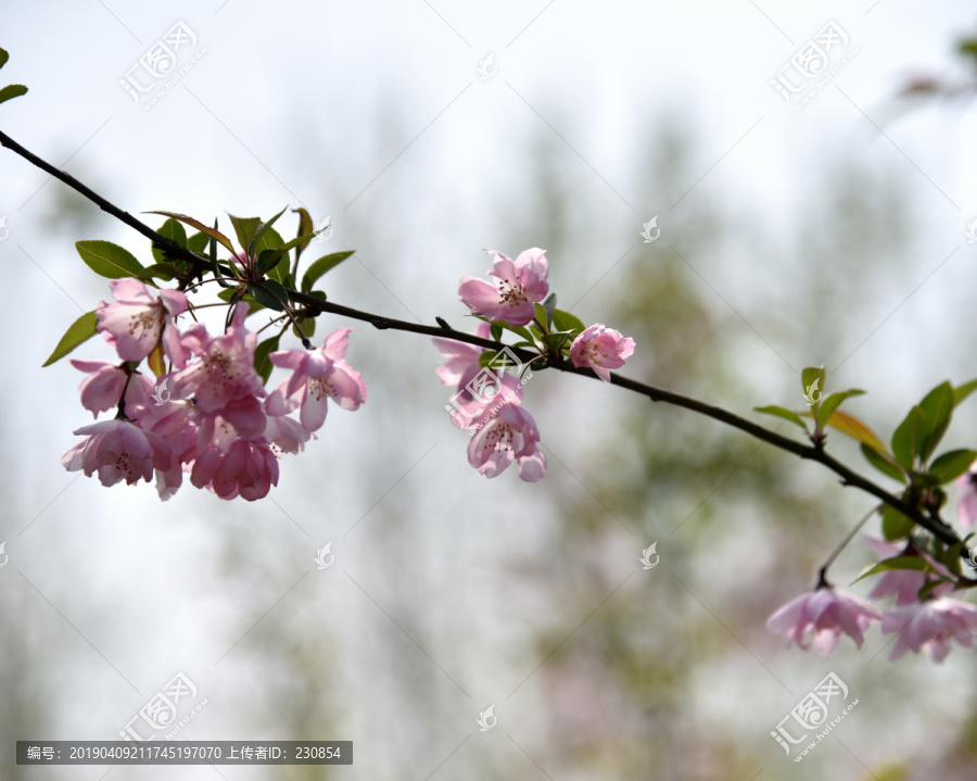 海棠花