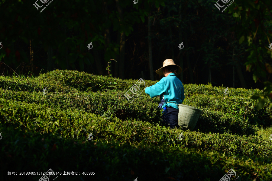 采茶人