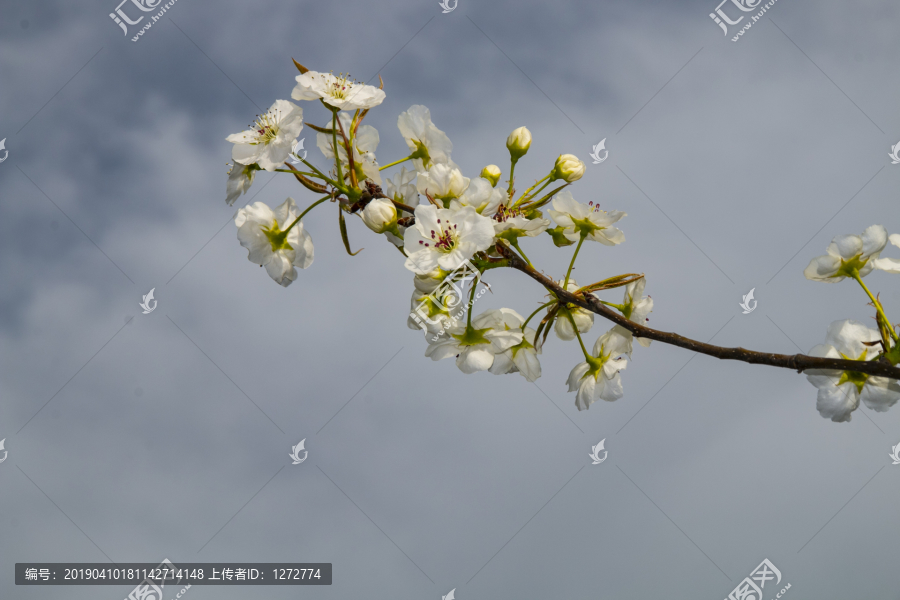 蒲城梨花