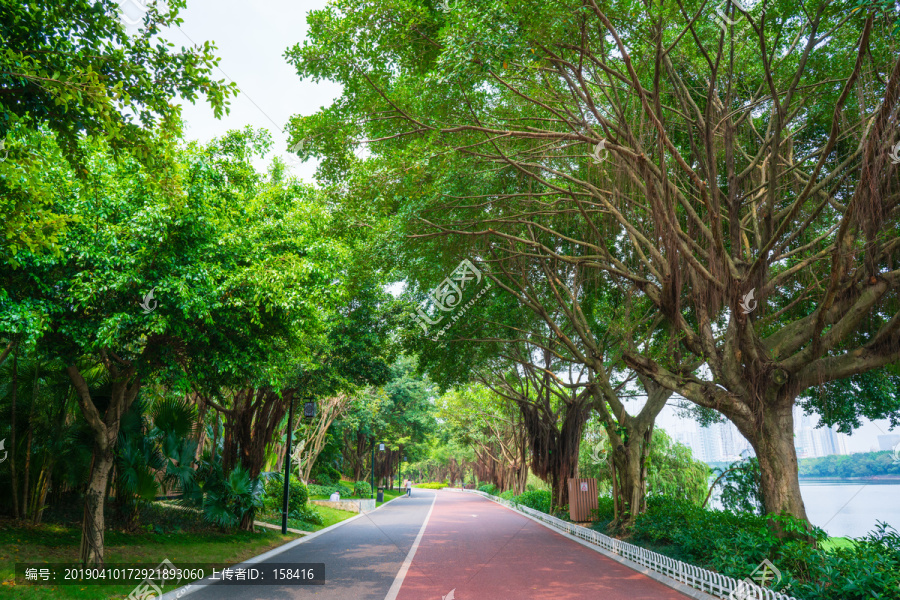 南宁南湖公园跑道林荫小路