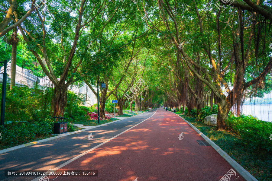 南宁南湖公园跑道林荫小路