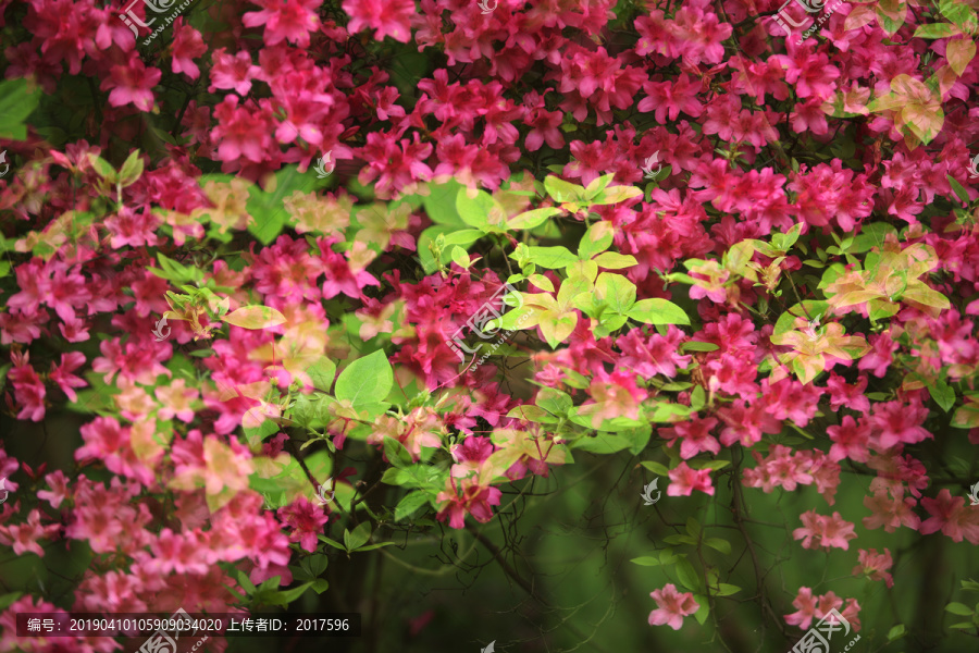 杜鹃花