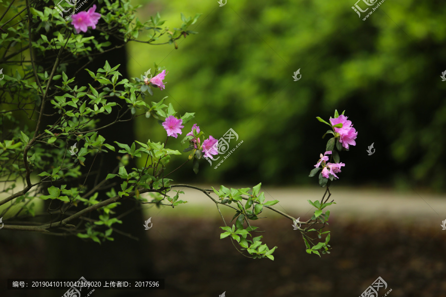 杜鹃花