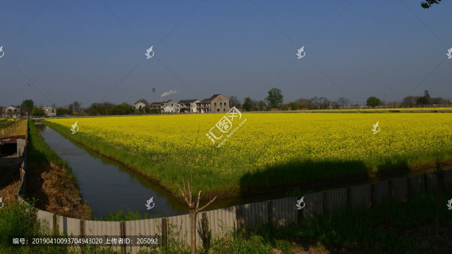 油菜花