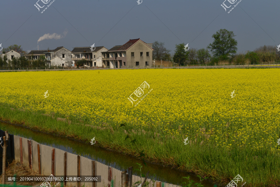 油菜花