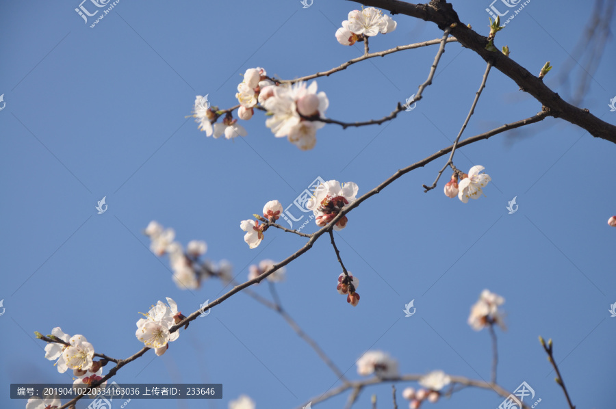 梅花